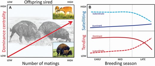 (A) Conceptual illustration of Hypothesis 2 (Table 1), which predicts that there will be a positive relationship between social centrality of bison males and number of matings (prediction 2.1, bottom axis) and a positive relationship between centrality and number of offspring sired (prediction 2.2, top axis). Paintings of fighting males (background) and bison calves (upper right insert) by Emma Mooring; photo of mating bison (lower right insert) by M. Mooring. (B) Conceptual illustration of Hypothesis 3 (Table 1) regarding tending effort (lower panel in red) and “satelliting” effort (upper panel in blue) for dominant (solid lines) and subordinate (dashed lines) bison males. During peak breeding season (early–mid), dominant males are predicted to mainly invest in tending females (prediction 3.1) while subordinates invest in satelliting (prediction 3.2). During the late breeding season, dominants are predicted to reduce tending effort as they become exhausted, lose dominance status, and eventually retire from breeding (prediction 3.3) while subordinates gain dominance status and potentially switch to tending the remaining estrus females.