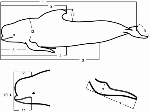 —Fourteen external morphological measurements (1–13, plus length of genital slit) taken from long-finned pilot whales (Globicephala melas edwardii) stranded on the New Zealand coast: (1) total body length (total length; TBL); (2) tip of upper jaw to tip of dorsal fin (Ujaw dorsal), (3) tip of upper jaw to anus (Ujaw anus); (4) tip of upper jaw to genital slit (Ujaw genital); (5) tip of upper jaw to forward insertion of pectoral fin (Ujaw pectoral); (6) tip of upper jaw to blowhole (Ujaw blowhole); (7) length of pectoral fin – external (Pectoral length); (8) greatest width of pectoral fin (Pectoral width); (9) greatest width of tail flukes (Fluke width); (10) length of rostrum (Snout length); (11) tip lower jaw to corner of mouth (Ujaw gape); (12) height of dorsal fin (Height dorsal); (13) axillary girth (Axill girth); (14) length of genital slit (Genital slit).