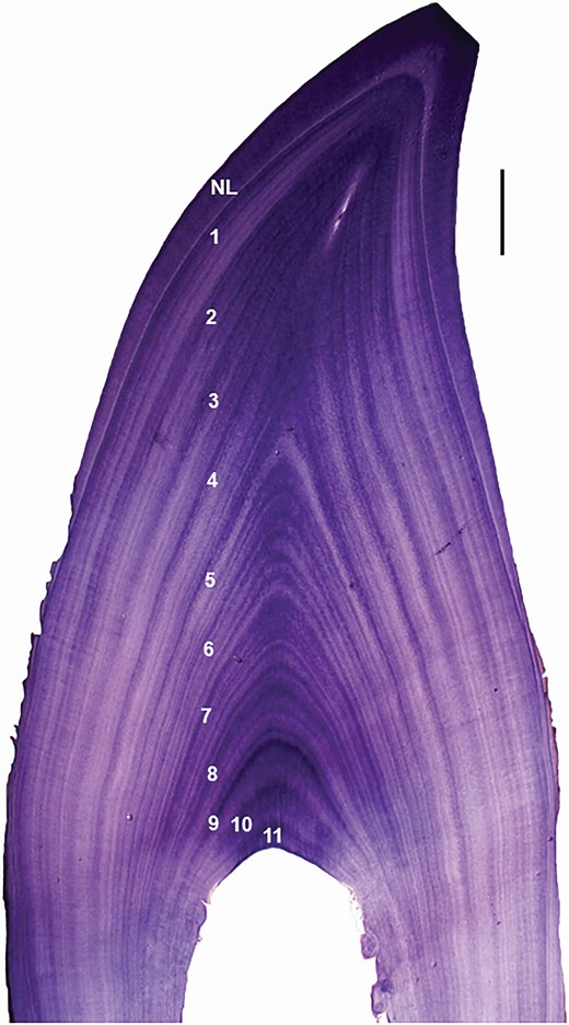 —Growth layer groups (GLGs) in the dentine of a male long-finned pilot whale (Globicephala melas edwardii; GM46) stranded on the New Zealand coast in 2009 and aged 11 years. NL = neonatal line. Scale bar = 1 mm. Note open pulp cavity and presence of accessory lines within GLGs.