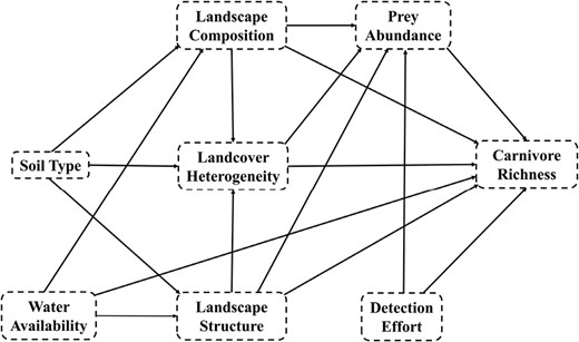 Conceptual flow of the structural equation metamodel for hypothesized effects of soil type, water availability, landscape composition, landscape structure, land cover diversity, prey abundance, and detection effort on carnivore richness in agro-prairie landscapes.