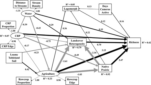 Structural equation model describing effects of loamy tableland soils, Conservation Reserve Program, water, agriculture, native prairie proportion, lagomorph total observations, land cover diversity, and days cameras were active on carnivore richness in western Kansas, United States. The model includes latent (ovals) and observed (rectangles) variables. Solid lines represent significant pathways at P < 0.05 (thicker lines and smaller P-values represent stronger effects), with gray lines representing negative relationships, and black representing positive relationships. Standardized coefficients are shown for significant pathways. R2 values represent the proportion of variance explained (for response variable; range = 0–1) by the combination of explanatory variables.