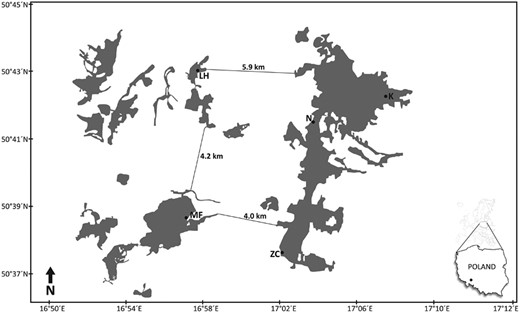Study area (Niemcza-Strzelin Hills, southwestern Poland) of Glis glis populations. LH = Lipowe Hills; MF = Muszkowice Forest; K = Krzywina; N = Nowolesie; ZC = Źródła Cyryla.
