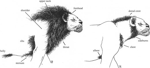 Components of the lion's mane, identifying the 11 fields analyzed in this study. The diagram, modified from Kays and Patterson (2002), originally depicted variation among free-living lions in Kenya; the captives we studied were at least as well maned as the lion on the left.