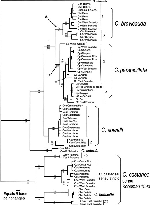 —Phylogram of genetic relationships among species of the bat genus Carollia based on complete DNA sequences from the mitochondrial cytochrome-b gene. This maximum-likelihood tree depicts phylogroups and genetic distance (horizontal length of each clade) pertinent to illustrating the application of the Genetic Species Concept. This figure was developed from data and figure 3 of Hoffman and Baker (2003). Information from a parsimony analysis (significant bootstrap values ≥ 70 above a clade) and a Bayesian analysis (significant posterior probability values ≥ 95 below a clade) were superimposed on the tree to illustrate support values for nodes and clades. Values not provided were not statistically significant. Combined distance values of A (shared common ancestry of all specimens of C. brevicauda) and B (shared common ancestry of C. perspicillata) represent the “duration of speciation” value of Avise and Walker (1998). Abbreviation for each specimen: Cbr = C. brevicauda, Cp = C. perspicillata, Cso = C. sowelli, Csu = C. subrufa, Cca = C. castanea, and Cbk = C. benkeithi. Numbers by vertical lines within species identify intraspecific phylogroups referred to in the text. Glyphonycteris sylvestris was used as the outgroup.