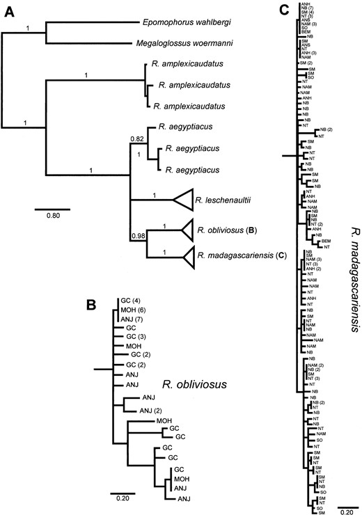A) Bayesian consensus phylogram of Rousettus cytochrome b data. Branches of phylogram are labeled with posterior probability of bipartition, and scale bar for branches is provided below each tree. B) Detail of haplotype tree for samples of R. obliviosus. Tips of tree are labeled according to source islands: ANJ = Anjouan, MOH = Mohéli, and GC = Grande Comore. C) Detail of haplotype tree for samples of R. madagascariensis. Tips of tree are labeled according to source populations: ANH = Anjohibe, ANS = Anjanaharibe-Sud, NT = Northern Tip, NB = Nosy Be and Nosy Komba, SM = IIe Sainte Marie, BEM = Bemaraha/Ambohijanahary, NAM = Namoroka, and SO = Southern. Scale bar for branches is provided below each tree.