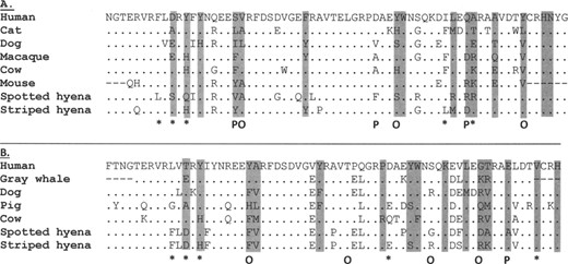 Multiple sequence alignment of A) DRB and B) DQB. Sites predicted to be under positive selection (probability ≥0.95) in both spotted (Crocuta crocutd) and striped (Hyaena hyaena) hyenas identified by the Bayes empirical Bayes (BEB) procedure of the PAML package are indicated by a capital letter “P” below the sequence alignment. Additional sites predicted to be under selection (posterior probability ≥0.95) in both hyena species identified by omegaMap are indicated by a capital letter “O” below the sequence alignment. Sites that both PAML and omegaMap identified as sites under positive selection are indicated by an asterisk (*). Putative antigen recognition sites (from Yuhki et al. 2008 [DRB] and after Brown et al. 1993 as shown by Mikko et al. 1999 [DQB]) are shaded in gray.