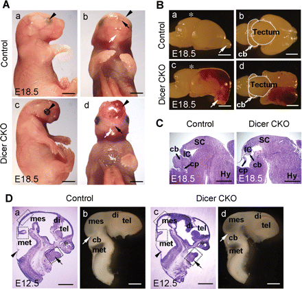 Wnt1-cre-mediated conditional loss of Dicer results in malformation of the midbrain, cerebellum and mandible. (A) Newborn Dicer CKO mice were found with dramatic malformations in the brain region. Compared with the control mice (a and b), the Dicer mutant embryos (c and d) displayed severe craniofacial malformations at E18.5 accompanied by open eyelids (arrowheads in a and c). The most dramatic overall change in the Dicer null mice was the lack of mandible (white arrows in b and d). Ectopic accumulation of blood was also notable in the Dicer mutant (arrowheads in b and d). On the other hand, the nostrils were formed in the Dicer null mice (black arrows in b and d). (B) Lateral (a and c) and dorsal (b and d) views of the dissected E18.5 mouse brain. The tectum of the mutant was underdeveloped (asterisks in a and c) and the olfactory bulbs turned downward (arrows in a and c). The midbrain and cerebellum were smaller in the Dicer mutant (the dashed regions in b and d) and the hematose cortex was clearly visible (c and d). (C) Sagittal HE stained cryosections of the E18.5 brains shown in (B). Note that the cerebellum was mostly ablated in the Dicer mutant, but the choroids plexus was formed. (D). Craniofacial defect was observed at E12.5: (a and c) the HE staining of the sagittal cryosections and (b and d) the lateral view of dissected brains. The mandible process in the mutant was underdeveloped (arrows in a and c), whereas the nasal cavities were formed (asterisks in a and c). The developmental progress of the CNS was similar (compare a, c and b, d); the choroids plexus (arrowheads in a and c) and the isthmus (white arrows in b and d) were positioned correctly. The dashed boxes in panels a and c represent the regions where cell counting experiments were performed in Figure 6. cb, cerebellum; cp, choroids plexus; di, diencephalon; Hy, hypothalamus; IC, inferior colliculus; mes, mesencephalon; met, metencephalon; SC, superior colliculus; tel, telencephalon. Scale bars: 2 mm in A and B; 1 mm in C and D.