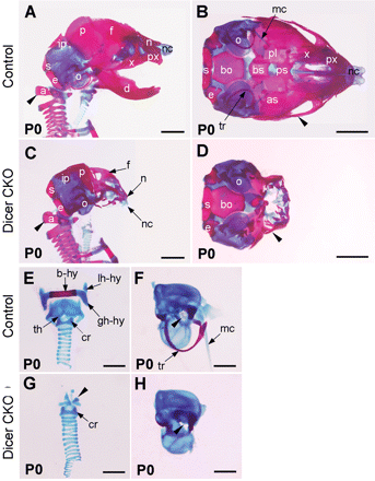 Craniofacial skeletal defects in Dicer-deficient mice. Skeletons of P0 wild-type (A, B, E and F) and Dicer mutant (C, D, G and H) fetuses were stained with Alizarin Red and Alcian Blue. (A–D) Lateral (A and C) and basal (B and D) views are indicated. The clavicle of both fetuses (A and C) and the mandible bone of the wild type (B) were removed to enhance the view of the laryngeal skeleton (A and C) and cranial base (B). In the mutant, the maxilla (x), premaxilla (px), mandible (d), presphenoid (ps), palatine (pl) bones were lost. The frontal (f) and nasal (n) bone, nasal capsule (nc), basisphenoid (bs), alisphenoid (as) and jugal bones (arrowheads in B and D) were underdeveloped in the mutant. In contrast, the basioccipital (bo), exoccipital (e), supraoccipital (s), lateral portion of the interparietal (ip), parietal (p) and the otic capsule (o) were formed in the mutant. Dissection of the laryngeal skeleton of wild-type (E) and Dicer mutant (G) fetuses revealed that elements of the hyoid bone (hy) were completely lost in the mutant, and the only remaining NCC-derived laryngeal skeleton element was vestigial thyroid cartilage (arrowhead in G). The otic vesicle was present in the Dicer mutant but not well formed (F and H). The stapes was properly positioned into the oval window in wild type but was lost in the mutant (arrowheads in F and H). The tr and mc (arrows in F) were also ablated in Dicer knockout mice. a, atlas bone; b-hy, body of the hyoid bone; cr, cricoid cartilage; gh-hy, greater horn of the hyoid bone; lh-hy, lesser horn of hyoid bone; th, thyroid cartilage. Scale bars: 2 mm in A–D; 1 mm in E–H.