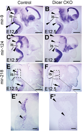 Specific loss of miRNA expression in E12.5 Dicer conditional mutant mice. miRNA in situ hybridization was performed on sagittal sections of control or Dicer-ablated embryos at E12.5 with LNA antisense probes for mir-9 (A and B), mir-124 (C and D) and mir-218 (E and F). (A and B) The expression of mir-9 was specifically ablated in the ventral midbrain and rostral hindbrain of the Dicer mutant (arrowheads). (C and D) The expression of mir-124 was absent in the tectum, ventral midbrain and rostral hindbrain of the Dicer mutant (arrowheads). (E and F) The expression of mir-218 was ablated in the ventral midbrain and rostral hindbrain of the Dicer null mice (arrowheads), whereas the expression of mir-218 in the caudal hindbrain region was unaffected (arrows in E and F). E′ and F′ are higher magnification of the boxed areas in E and F, respectively. The black lines in A–F indicate the mid-hindbrain boundary. is, isthmus. Scale bars: 500 µm in A–F; 100 µm in E′ and F′.