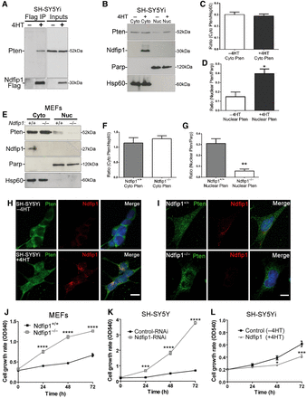 Ndfip1 regulates cell proliferation by controlling Pten nuclear compartmentalization. (A) Pten coprecipitates with Ndfip1 after induction of Ndfip1-Flag expression in SH-SY5Yi cells. (B) Nuclear and cytoplasmic fractionation of SH-SY5Yi cells induced to express Ndfip1 (+4HT) increased the abundance of nuclear Pten compared with control cells (−4HT). PARP and HSP60 are nuclear and cytoplasmic markers, respectively (Cyto, cytoplasmic; Nuc, nuclear). (C and D) Densitometric quantification of both cytoplasmic and nuclear Pten from B. (E) Nuclear and cytoplasmic fractionation of Ndfip1+/+ and Ndfip1−/− MEFs showed that deletion of Ndfip1 resulted in a loss of Pten nuclear compartmentalization. (F and G) Densitometric quantification of both cytoplasmic and nuclear Pten from E. (H) Immunocytochemical staining for Pten and Ndfip1 in SH-SY5Yi cells with and without Ndfip1 induction. (I) Immunocytochemical staining for Pten and Ndfip1 in both Ndfip1+/+ and Ndfip1−/− MEFs. (J) Ndfip1−/− primary MEFs proliferate quicker than Ndfip1+/+ MEFs in MTT assays. (K) Knockdown of Ndfip1 (Ndfip1-RNAi) in SH-SY5Y cells resulted in a significant increase in the proliferation of cells compared with control-RNAi cells in MTT assays. (L) SH-SY5Yi cells expressing Ndfip1 (+4HT) proliferate significantly slower than control cells (−4HT) in MTT assays. Scale bar, 10 µm. Data points are the average ±SEM of three independent experiments.