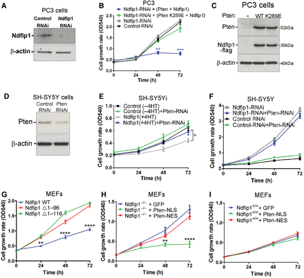 Ndfip1 regulation of cell proliferation is Pten-dependent. (A) RNAi knockdown of Ndfip1 in PC3 cells. (B and C) Knockdown of Ndfip1 in PC3 cells that lack Pten showed no significant change in cell proliferation. Rescue experiments re-expressing Ndfip1 and Pten in PC3 cells inhibited proliferation, but expression of a Pten nuclear-deficient mutant (K289E) with Ndfip1 did not alter proliferation rates. (D) Partial knockdown of Pten (Pten-RNAi) in SH-SY5Y cells. (E) Knockdown of Pten in Ndfip1-expressing SH-SY5Yi cells rescued the inhibition of cell proliferation. (F) Knockdown of Pten did not affect the proliferation of SH-SY5Y Ndfip1-RNAi cells. (G) Ndfip1−/− MEFs hyperproliferation was significantly reduced by expression of WT Ndfip1 but not by mutants lacking the N-terminal region of Ndfip1 (Δ1–96 and Δ1–116) that inhibit binding to Nedd4 ubiquitin ligases. (H) Ndfip1−/− MEFs hyperproliferation was significantly reduced by expression of a nuclear localized Pten mutant (Pten-NLS), but not by a cytoplasmic localized mutant (Pten-NES). (I) Ndfip1+/+ MEFs proliferation rates were not altered after expression of either a nuclear or cytoplasmic localized Pten mutant. Data points are the average ± SEM of three independent experiments.