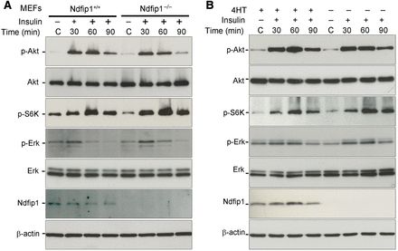 Ndfip1 abundance and Pten nuclear compartmentalization do not affect Akt signaling. (A) Ndfip1+/+ and Ndfip1−/− MEFs were cultured in serum-free media for 3 h before insulin stimulation (2 nM). Both Ndfip1+/+ and Ndfip1−/− MEFs showed similar activation of pAkt (S473), p-S6K, and p-Erk. (B) SH-SY5Yi cells with or without 4HT were cultured for 3 h in serum-free media before insulin stimulation (2 nM). SH-SY5Yi cells with or without Ndfip1 expression (±4HT) showed similar activation of pAkt (S473), p-S6K, and p-Erk.