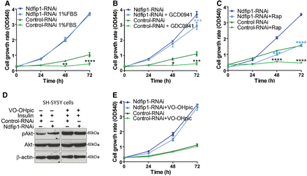 Knockdown of Ndfip1 and loss of nuclear Pten result in cells refractory to PI3K and mTOR inhibitors. (A) The proliferation of control-RNAi SH-SY5Y cells was significantly reduced when grown in 1% FBS. In contrast, the proliferation of Ndfip1-RNAi SH-SY5Y cells was maintained. (B) The proliferation of control-RNAi SH-SY5Y cells was significantly reduced when grown in the presence of the PI3K inhibitor GDC-0941 (20 nM). In contrast, the proliferation of Ndfip1-RNAi SH-SY5Y cells was maintained. (C) The proliferation of control-RNAi SH-SY5Y cells was totally inhibited when grown in the presence of the mTOR inhibitor rapamycin (20 nM). Ndfip1-RNAi SH-SY5Y cell proliferation was significantly inhibited in the presence of rapamycin; however, the cells still maintained a proliferative capacity. (D) Western blot of control-RNAi and Ndfip1-RNAi cells treated with the Pten phosphatase inhibitor VO-OHpic (200 nM). Both cell types after treatment with VO-OHpic increased the pAkt signal by stimulation with insulin (5 nM). (E) The proliferation rate of control-RNAi or Ndfip1-RNAi SH-SY5Y cells was not changed when treated with the Pten phosphatase inhibitor VO-OHpic (200 nM).