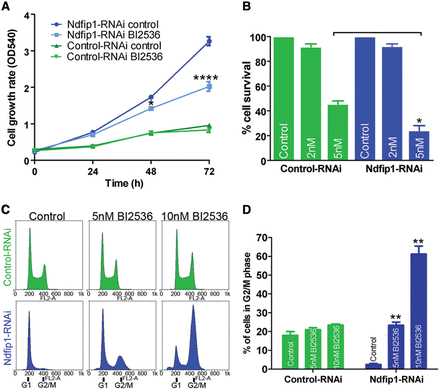 Knockdown of Ndfip1 and loss of nuclear Pten result in hypersensitivity to Plk1 inhibition. (A) The proliferation of control-RNAi SH-SY5Y cells was maintained when treated with the Plk1 inhibitor BI2536 (2 nM). In contrast, the proliferation rate of Ndfip1-RNAi SH-SY5Y cells was significantly reduced when treated with BI2536. (B) Ndfip1-RNAi cells were preferentially sensitive to cell death after treatment with 5 nM BI2536 for 72 h compared with control-RNAi cells. (C) Flow cytometric cell cycle analysis of control-RNAi SH-SY5Y cells treated with BI2536 showed no increase in the G2/M phase of the cell cycle. In contrast, Ndfip1-RNAi SH-SY5Y cells showed an increase in the number of cells in G2/M phase after BI2536 treatment. (D) Quantification of cell cycle analysis in C showed no significant difference in the G2/M phase of control-RNAi SH-SY5Y cells after BI2536 treatment. In contrast, a significant increase in the G2/M population of Ndfip1-RNAi SH-SY5Y cells after BI2536 treatment was observed, indicating a stalling of cells in this phase of the cell cycle. Data points are the average ± SEM of three independent experiments.