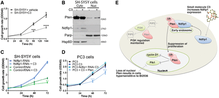 A small molecule that increases endogenous levels of Ndfip1 inhibits cell proliferation in a Pten-dependent manner. (A) Increase in endogenous Ndfip1 by a small molecule, C3 (10 µM), significantly inhibited cell proliferation compared with vehicle treated cells. (B) Western blot of cytoplasmic and nuclear fractionation of cells treated with vehicle or C3 (10 µM). C3-treated cells have an increased abundance of Ndfip1 and an increase in Pten nuclear compartmentalization. (C) The proliferation rate of Ndfip1-RNAi SH-SY5Y cells was not changed when treated with C3 (10 µM). (D) The proliferation rate of PC3 cells that lack Pten was not changed when treated with C3 (10 µM), but expression of Pten with C3 was able to significantly reduce the proliferation of PC3 cells. Data points are the average ± SEM of three independent experiments. (E) A model for the role of Ndfip1 in suppressing cell proliferation through the control of Pten nuclear compartmentalization. Ndfip1 interacts with Pten on early endosomes, resulting in the ubiquitination and trafficking of Pten to the nucleus during the cell cycle. In the nucleus, Pten regulates Plk1 and cyclin D1. The small molecule C3 upregulates Ndfip1 and promotes the nuclear trafficking of Pten. Loss of nuclear Pten results in cells that are hypersensitive to Plk1 inhibition.