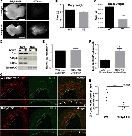 During brain development, Ndfip1 transgene expression increases Pten nuclear compartmentalization and results in microencephaly. (A) Ndfip1-transgenic mice (Ndfip1 TG) crossed with Nestin Cre displayed microencephaly and tdTomato reporter expression compared with a wild type littermate (E14.5). (B and C) Ndfip1 TG embryos at E14.5 were similar in weight to wild type littermates but had significantly smaller brain weights. (D) Cytoplasmic and nuclear fractionation of the E14.5 neocortex showed increased Pten nuclear compartmentalization in Ndfip1 TG mice compared with a wild type littermate. (E and F) Densitometric quantification of both cytoplasmic and nuclear Pten from D. (G) Pregnant Ndfip1 TG × Nestin Cre mice were pulsed for 2 h with BrdU at E14.5 before embryonic brains were collected for immunohistochemistry. Co-labeling of BrdU with pHH3 determines a completed G2/M phase of neuronal progenitors. Highlighted rectangle is magnified in the panel below each image (arrows indicate double labeling). (H) Quantification of the number of neuronal progenitors at the ventricular zone that co-labeled with BrdU and pHH3. A significantly smaller number of double-labeled cells were observed in Ndfip1 TG embryos, indicating a lengthened G2/M phase in comparison with wild type littermates. Scale bar, 1 mm (A); 50 µm (G). Data in B, C, and F were analyzed using an unpaired t-test and represent the mean from three separate litters.