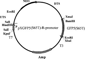 Plasmid pXGFP5 (S65T)-R-promoter restriction map. P, Leishmania amazonensis ribosomal promoter; UTS and DTS, upstream and downstream transcription sequences of L. major dehydrofolate reductase gene; NEO, coding region for neomycin resistance gene; GFP5 (S65T) Serine 65 threonine mutant of Aqueoria victoria Green fluorescence protein; Amp, ampicillin resistant gene from E. coli.