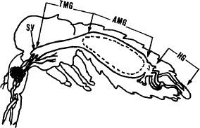 Transversal view of a Phlebotomine sand fly. SV, stomodeal valve; TMG, thoracic midgut; AMG, abdominal migut; HG, hindgut.
