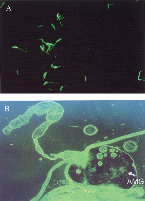 Fluorescence microscopy of GFP-Leishmania. (A) Promastigote cells in culture observed at 400× magnification. (B) View of the alimentary tract of Lu. longipalpis under a fluorescence microscope at 50× magnification, the arrow points to bundles of dividing GFP-Leishmania inside the abdominal midgut AMG.