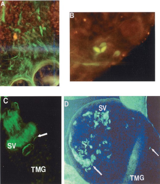 Fluorescence microscopy of GFP-Leishmania. (A and B) Dividing GFP-Leishmania promastigote inside the abdominal midgut (AMG), respectively, of Lu.longipalpis (400× magnification). (C and D) Clusters of GFP-Leishmania in the stomodeal valve (SV) and thoracic midgut (TMG) of Lu.longipalpis (400× magnification).