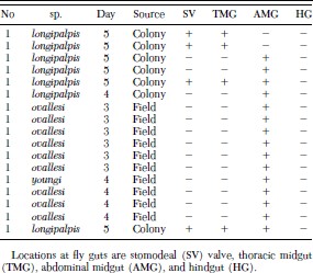 Localization of GFP-Leishmania within sandfly guts (species of Lutzomyia assayed, days after infection, and origin of flies).