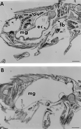 (A) An unfed 7-d-old control flea with abundant fat body (fb), midgut (mg) with epithelial cells (ec), muscles (m), and ovarian tissue (ov). (B) An unfed 7-d-old flea maintained on paper treated with 110 μg/cm2 (10,000 ppm) juvenile hormone III showing an expanded midgut with degenerated midgut epithelia, fat body and ovarian tissue. Bar = 169 μm.