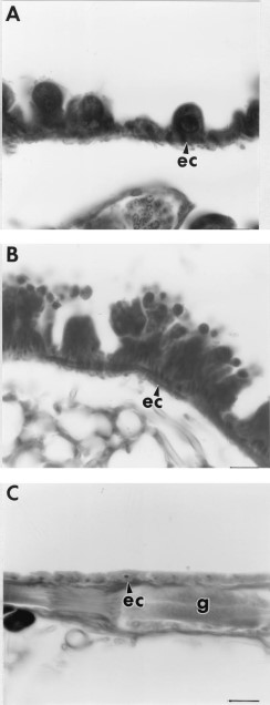 (A) Cuboidal midgut epithelial cells (ec) of a newly emerged flea. (B) Developing columnar midgut epithelial cells of a 7-d-old unfed control flea. (C) Remnants of degenerated midgut epithelial cells in a 7-d-old unfed flea that had been exposed to 110 μg/cm2 juvenile hormone III. g = ganglion. Bar = 16.9 μm.