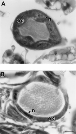 (A) Salivary gland epithelial cells (ec) of a 7-d-old unfed control flea showing scalloped membranes and large rounded nuclei (n). (B) Salivary gland epithelial cells of a 7-d-old unfed flea exposed to 110 μg/cm2 juvenile hormone III showing thin flattened epithelial cells and nuclei. Bar = 16.9 μm.