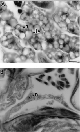 (A) Fat body cells of a 7-d-old unfed control flea with large lipid vacuoles (lv) and nucleus (n). (B) Fat body cells of a 7-d-old unfed flea exposed to 110 μg/cm2 juvenile hormone III that had degenerated and were depleted of lipid vacuoles. Bar = 16.9 μm.