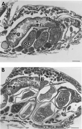 (A) A 7-d-old blood-fed control flea showing the midgut (mg) with well-developed epithelial cells (ec), developing oocytes (oc), and fat body (fb). (B) A 7-d-old blood-fed flea exposed to 12,500 ppm juvenile hormone IIItreated hair is similar in appearance to the control except that the oocytes are degenerating. Bar = 169 μm.