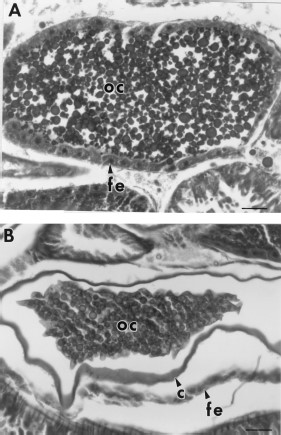 (A) Oocyte (oc) of a 7-d-old blood-fed control flea which contains abundant yolk and a well-developed follicular epithelium (fe) (nucleus not visible in this section). (B) Oocyte of a 7-d-old blood-fed flea exposed to 12,500 ppm juvenile hormone III-treated hair showing reabsorption of yolk and a degenerating follicular epithelium. c = chorion. Bar = 37.6 μm.