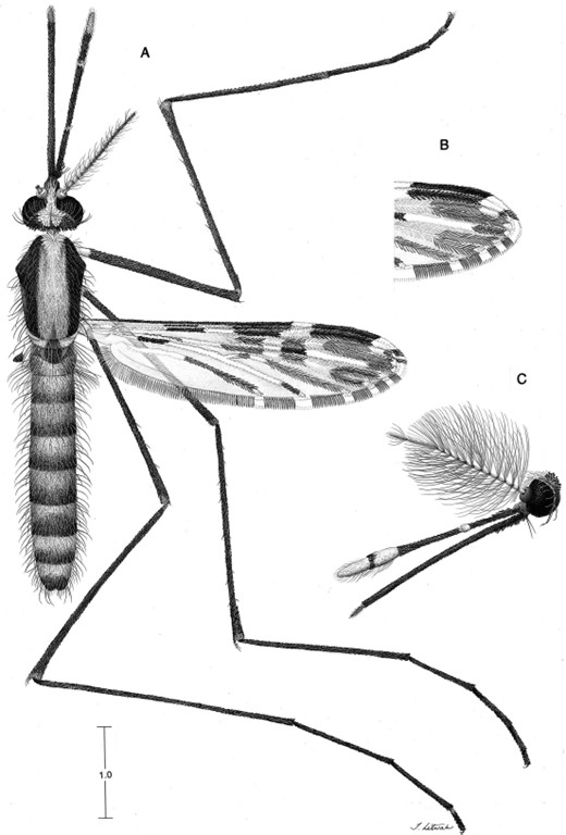An. pseudopunctipennis, adult. (A) Female habitus. (B) Female wing, part. (C) Male head. Scale in mm.