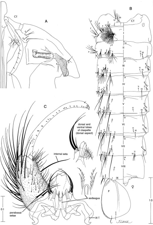 An. pseudopunctipennis. (A) Pupa cephalothorax. (B) Pupa metathorax and abdomen, left side dorsal, right side ventral. (C) Male genitalia. Scale in mm.