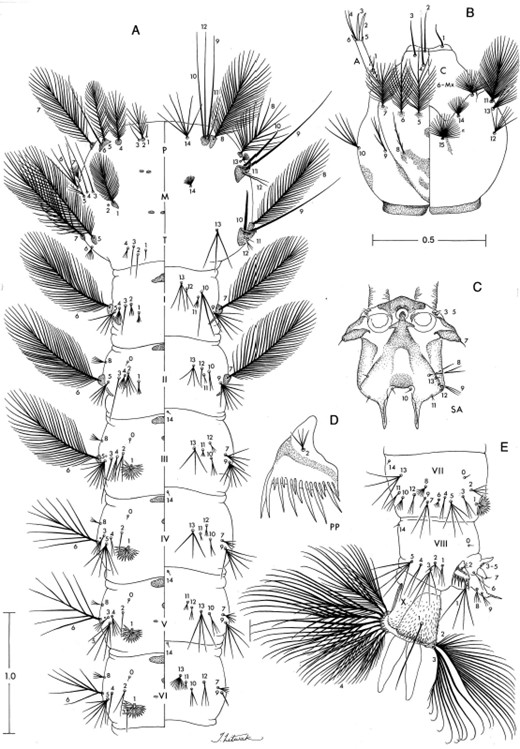 An. pseudopunctipennis, larva. (A) Thorax and abdominal segments I–VI, left side dorsal, right side ventral. (B) Head, left side dorsal, right side ventral. (C) Spiracular apparatus, dorsal aspect. (D) Pecten and pecten teeth. (E) Abdominal segments VIII–X, side view. Scale in mm.