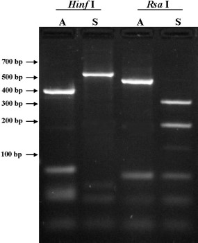 A 3.0% agarose gel containing ITS2 PCR products of An. sinensis (S) and An. anthropophagus (A) digests with HinfI (lanes 1 and 2) and RsaI (lane 3 and 4).
