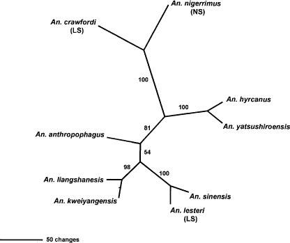 The single most parsimonious tree (unrooted) of the ITS2 sequence alignment for species members in the Hyrcanus group, Lesteri subgroup (LS), and the Nigerrimus subgroup (NG). Branch lengths indicate distances or sequence changes in the alignment. The tree length was 547, CI = 0.8245, RI = 0.6852, and RC = 0.5650. Numbers on branches are branch support indices from 1,000 bootstrap replicates.
