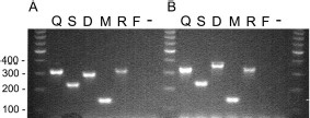 Visualization of PCR fragments produced using two primer sets for species identification. DNA products were amplified from one of two primer sets and stained with ethidium bromide and visualized under UV light in a 1.6% agarose gel. (A) Products using the Cornel et al. (1996) primer set and (B) using the primer set reported here (Table 1). A. quadrimaculatus s.l. DNA templates used for each lane are designated as follows: Q, quadrimaculatus; S, smaragdinus; D, diluvialis; M, maverlius; R, ROSE; F, A. freeborni; −, no DNA template added.