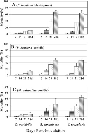 Weekly mortality rates for adult R. sanguineus, I. scapularis, and D. variabilis, inoculated with B. bassiana blastospores (A), B. bassiana conidia (B), and M. anisopliae conidia (C) by using 108 fungal cells per milliliter. Values given are means of three experiments ± SE.