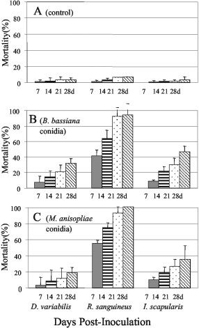 Weekly mortality rates for R. sanguineus, I. scapularis, and D. variabilis nymphs inoculated with buffer controls (A), B. bassiana conidia (B), and M. anisopliae conidia (C) by using 108 fungal cells per milliliter. Values given are means of three experiments ± SE.