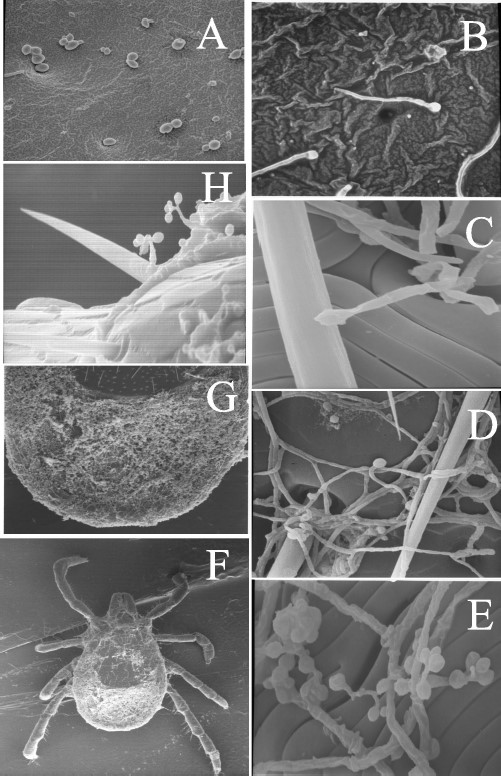 Electron micrographs of the B. bassiana conidia-mediated infection process. Conidia bound to tick cuticle, 1 h postinfection (A, R. sanguineus, 1,400×). Conidial germination, 18–24 h postinfection (B, I. scapularis, 1,300×;C, D. variaibilis, 3,600×). Proliferation and mycelial formation across the tick cuticle surface 7–14 dpostinfection (D, I. scapularis, 2,000×; E, D. variabilis, 3,400×). Tick cadaver 21–28 d postinfection, illustrating extensive growth particularly in the posterior region of the tick (F, R. sanguineus, 15×; G, R. sanguineus, 30×). Conidiogenesis, outgrowth of conidia from tick cadaver 28 d postinfection (H., D. variabilis, 1,800×).