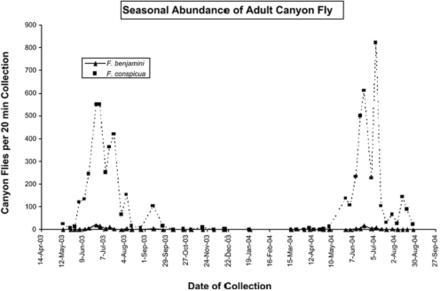 Seasonal abundance (flies attracted to and collected in 20 min by a person using a sweep net) of Fannia spp. at the Las Palomas riding ring area in the city of La Habra Heights, CA.