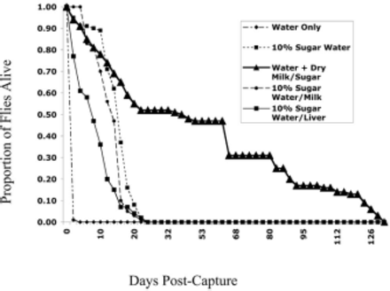 Survival of cohorts (100 females each) of field-collected adult F. conspicua held in the laboratory with different food and water sources.