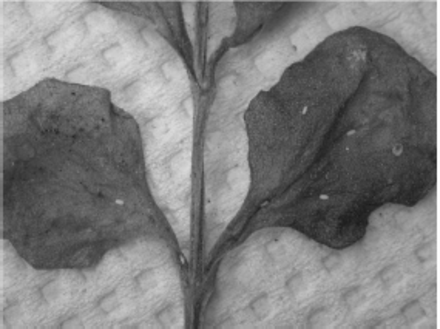 Eggs of F. conspicua deposited in the field on older leaf of A. cordifolia.