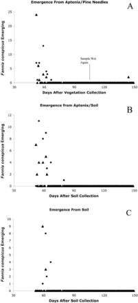 Emergence of adult F. conspicua from soil or vegetation samples collected in early August under A. cordifolia in La Habra Heights, CA. (A) Aptenia–pine needle mixture (vegetation only) misted from day 0–80 after collection, allowed to dry, and then remisted beginning at day 106. (B) Aptenia–soil mixture misted from day of collection. (C) Soil with some Aptenia leaves and roots misted beginning at day 31 after collection. Females, ●; males, ▲.