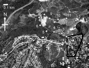 Aerial view of the study site in the city of La Habra Heights, CA. Location of the diel host-seeking activity study is indicated by . Trap lines used for the bait attraction study are indicated by . Trap sites 1–12 used to determine F. benjamini complex fly activity relative to distance from a residential area with canyon fly developmental sites are indicated by . The residential area encompassed within the black border has several homes (most notably, one adjacent to trap site 2) landscaped with red apple that is mature enough to serve as a developmental site for F. conspicua.