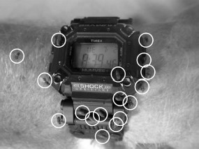 Host-seeking F. benjamini complex. Flies seem to be attracted to sweat and will commonly land on or near the feet and waist as well as items such as wrist watches where sweat odors might build up. Note the 17 flies in this image (circled), which overall seem to have a preference for areas of the watch that are in direct contact with the skin.