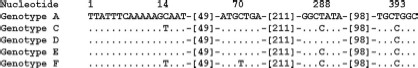 Differences between the reference rompA sequence of R. rhipicephali and the sample sequences obtained from Dermacentor ticks. Do, D. occidentalis; Dv, D. variabilis, Genotype A: rompA fragment of the R. rhipicephali reference strain 3-7-♀-6 (U43803) from Rh. sanguineus. The rompA fragment of R. rhipicephali 3-7-♀-6 was resequenced during this study and a sequence identical to that of U43803 was obtained. CA142 and CA751 from California have the same RsaI 70-602 rompA restriction pattern but sequences are unknown. Genotype B: 666332A and CA871 isolates from Oregon and California, respectively (Gage et al. 1994). The RsaI phenotype of the 70-602 rompA fragment differs from genotypes A and C-F but sequences are presently not available. Genotype C (EU109177; 88 samples): Do10, Do14, Do21, Do22, Do27, Do33, Do47, Do67, Do75, Do75a, Do78, Do92, Do102, Do103, Do119, Do127, Do128, Do138, Do141, Do147, Do149, Do159, Do161, Do163, Do172, Dv173, Dv174, Dv181, Dv182, Do186, Do190, Do191, Do192, Do201, Do202, Do203, Do205, Do206, Do215, Do223, Do227, Do229, Do234, Do238, Do240, Do241, Do242, Do243, Do247, Do 251, Do253, Do254, Do264, Do265, Do266, Do267, Do271, Do277, Do278, Do288, Do291, Do292, Do301, Do302, Do303, Do309, Do317, Do319, Do322, Do323, Do324, Do326, Do328, Do329, Do330, Do334, Do336, Do340, Do341, Do343, Do348, Do349, Do350, Do352, Do358, Do361, Do365, Do374. Genotype D (EU109175): Do37, Do276. Genotype E (EU109176): Do239, Do279, Do290. Genotype F (EU109178): Do189.