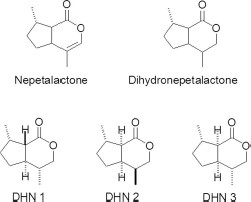 Chemical structures of (7S) nepetalactones and dihydronepetalactones.
