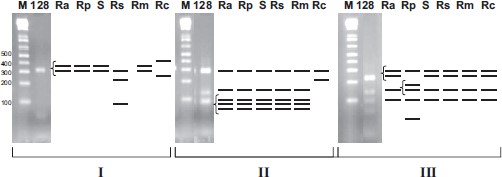 RFLP characterization of omp APCR amplicons (632 bp). Gel electrophoresis of restriction endonuclease digested DNA from tick 128 with the predicted patterns for spotted fever group rickettsiae R. africae (Ra), R. parkeri (Rp), R. sibirica (Rs), R. sibirica subsp. mongolotimonae (Rm), unnamed spotted fever group isolate S (S), and R. conorii Malish 7 (Rc), M, DNA size marker. (I) Restriction endonuclease RsaI digest. (II) Restriction endonuclease PstI digest. (III) Restriction endonuclease AluI digest. Bracketed lines resolve as single bands on the gel.
