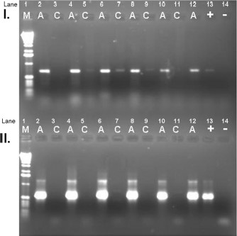 Gel electrophoresis of map1-like (orf2) amplicons. M, DNA marker; A, DNA amplified from Antigua tick DNA extracts; C, DNA amplified from individual Ix. scapularis tick extracts (expected to contain no E. ruminantium DNA); (+), amplified positive control from plasmids containing orf2 amplicon from control DNA (Crystal Springs isolate); (−), negative control (water was substituted for DNA in PCR mixture). (I) Primary round of amplification. (II) Secondary (nested) round of amplification.